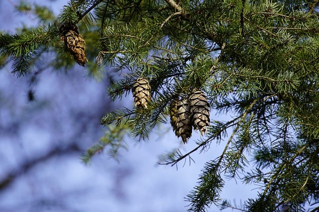 Free download fir fir tree forest branches cones free picture to be edited with GIMP free online image editor