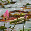 first lotus of the season  screen for extension Chrome web store in OffiDocs Chromium