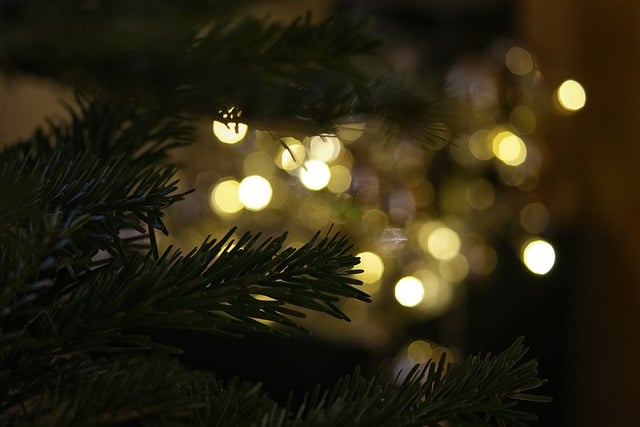 Free download fir tree bokeh christmas tree free picture to be edited with GIMP free online image editor
