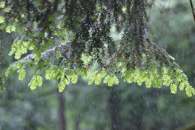 Free download fir tree branches rain shoots free picture to be edited with GIMP free online image editor
