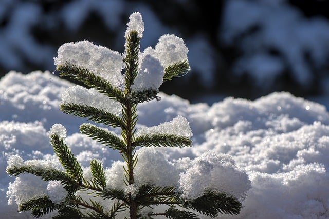 Free download fir tree fir green snow young shoot free picture to be edited with GIMP free online image editor