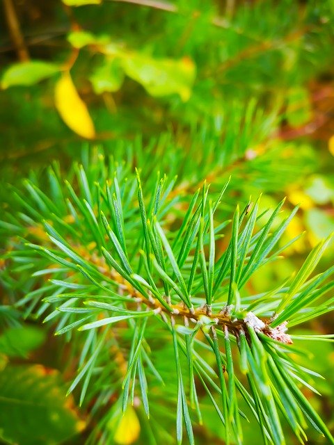 Unduh gratis Musim Gugur Hutan Pohon Cemara - foto atau gambar gratis untuk diedit dengan editor gambar online GIMP