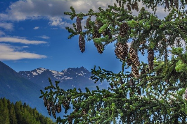 Free download Fir Tree Nature -  free photo or picture to be edited with GIMP online image editor