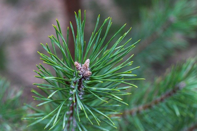 Free download Fir Tree Pine Needles Conifer -  free photo or picture to be edited with GIMP online image editor