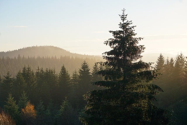 Free download fir trees coniferous forest trees free picture to be edited with GIMP free online image editor