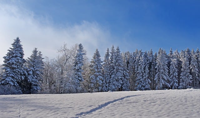 دانلود رایگان تصویر درختان صنوبر زمستانی درختان برف رسیده برای ویرایش با ویرایشگر تصویر آنلاین رایگان GIMP