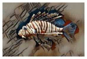 Free download Fish 13 free photo or picture to be edited with GIMP online image editor
