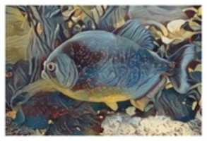 Free download Fish 9 free photo or picture to be edited with GIMP online image editor