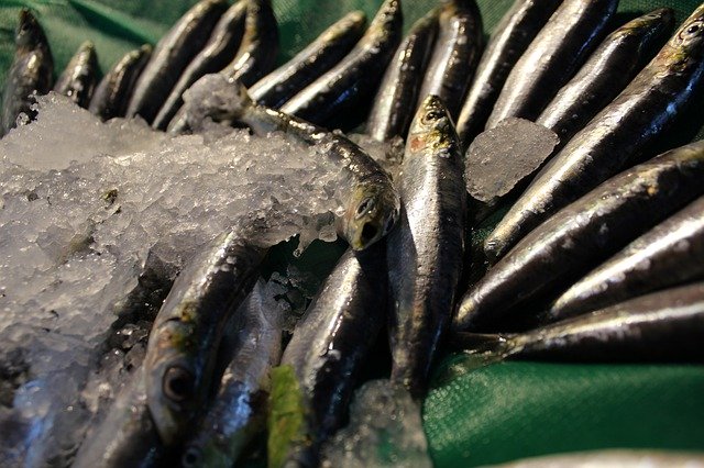 Free download Fish Anchovy Anchovies -  free photo or picture to be edited with GIMP online image editor