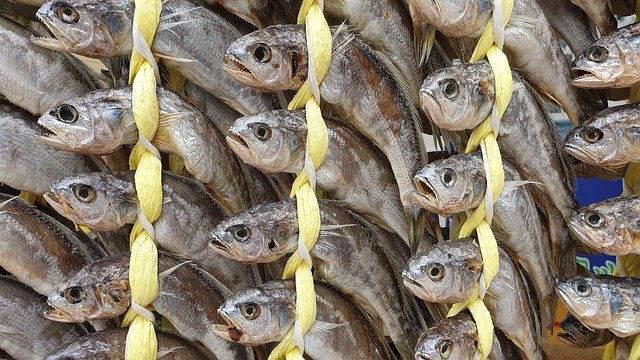 Free download Fish Animal Face Service -  free photo or picture to be edited with GIMP online image editor