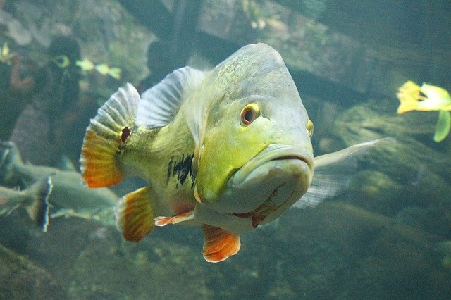 Gratis download Fish Aquarium For Aquariums - gratis foto of afbeelding om te bewerken met GIMP online afbeeldingseditor