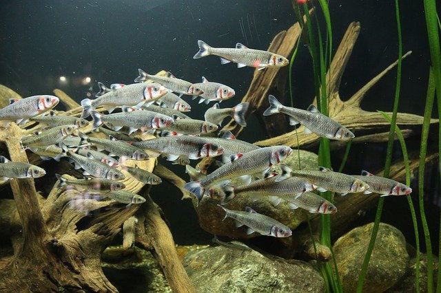 Muat turun percuma Fish Aquarium Freshwater School Of - foto atau gambar percuma percuma untuk diedit dengan editor imej dalam talian GIMP