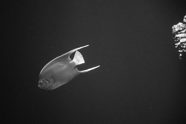 Descarga gratuita Fish Aquarium Sims Black And - foto o imagen gratuita para editar con el editor de imágenes en línea GIMP