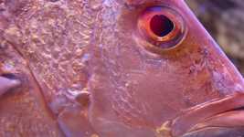 Free download Fish Aquarium Underwater -  free illustration to be edited with GIMP free online image editor
