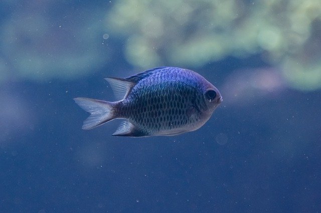 Unduh gratis Fish Aquarium Zoo - foto atau gambar gratis untuk diedit dengan editor gambar online GIMP