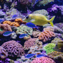 Fish at the bottom of the ocean  screen for extension Chrome web store in OffiDocs Chromium