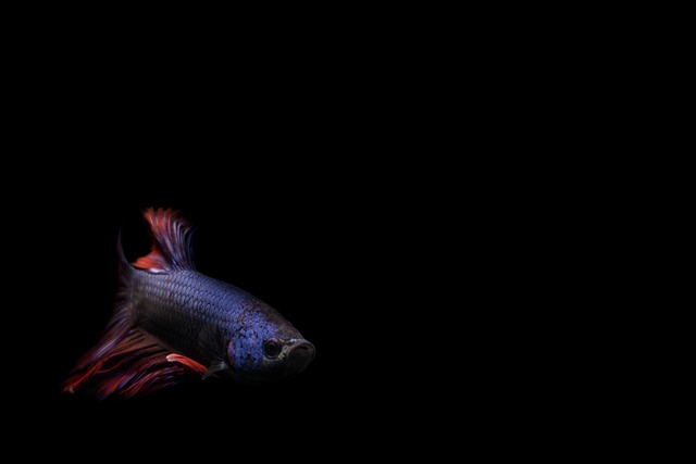 Free download fish beta marine species sea free picture to be edited with GIMP free online image editor