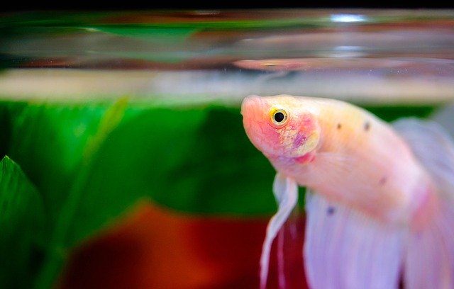 Descărcare gratuită Fish Betta Aquarium - fotografie sau imagini gratuite pentru a fi editate cu editorul de imagini online GIMP