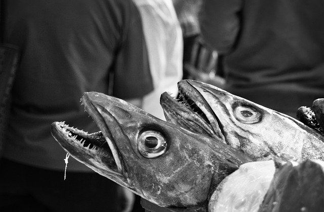Free download Fish Bream -  free photo or picture to be edited with GIMP online image editor