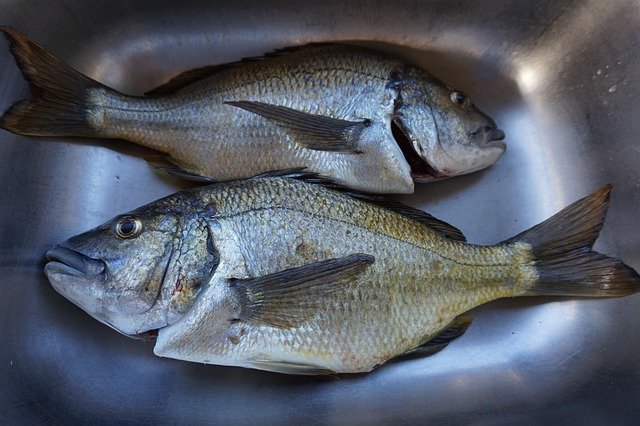 Free download Fish Bream Fishing -  free photo or picture to be edited with GIMP online image editor