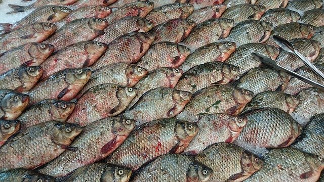 Bezpłatne pobieranie Fish Carp Fresh - bezpłatne zdjęcie lub obraz do edycji za pomocą internetowego edytora obrazów GIMP