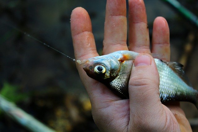 Descărcare gratuită Fish Catch Food - fotografie sau imagini gratuite pentru a fi editate cu editorul de imagini online GIMP