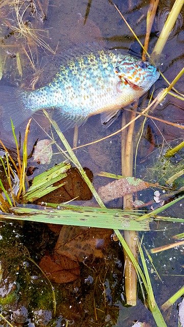 Fish Ciclid പേജ് ലൊക്കേഷൻ സൗജന്യ ഡൗൺലോഡ് - GIMP ഓൺലൈൻ ഇമേജ് എഡിറ്റർ ഉപയോഗിച്ച് എഡിറ്റ് ചെയ്യേണ്ട സൗജന്യ ഫോട്ടോയോ ചിത്രമോ