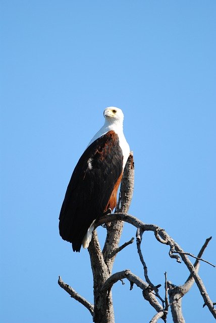 تنزيل Fisheagle Eagle Bird مجانًا - صورة مجانية أو صورة يتم تحريرها باستخدام محرر الصور عبر الإنترنت GIMP