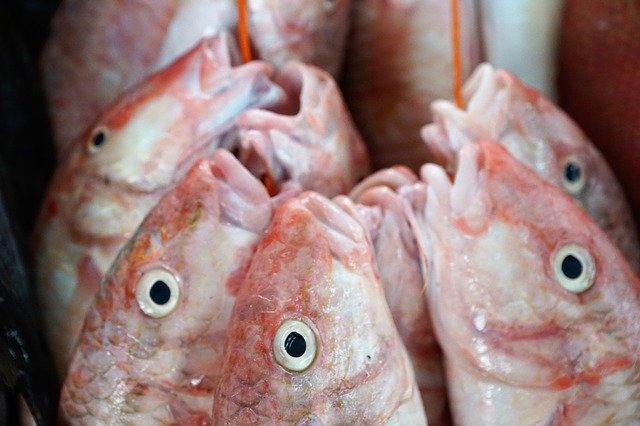 Gratis download Fish Eat Raw gratis fotosjabloon om te bewerken met GIMP online afbeeldingseditor