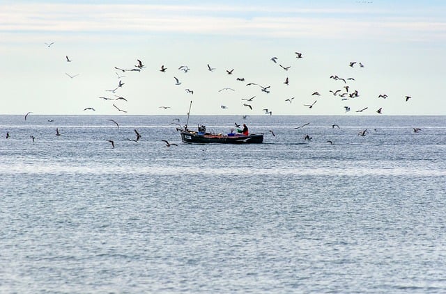 Free download fisherman fishing boat seagulls sea free picture to be edited with GIMP free online image editor