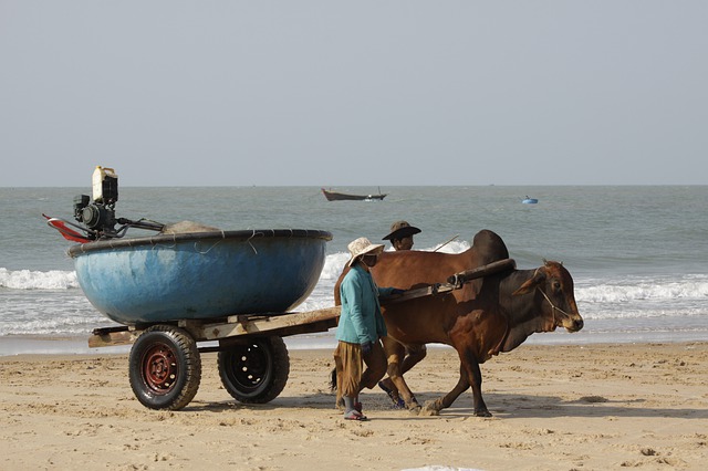 Free download fishermans ox carrying basket boat free picture to be edited with GIMP free online image editor