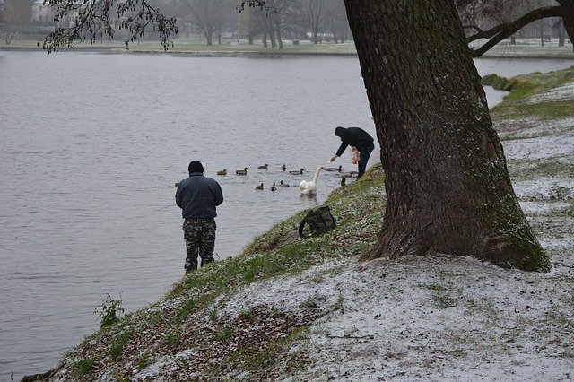 Free download Fishermen Feeding Birds -  free photo or picture to be edited with GIMP online image editor