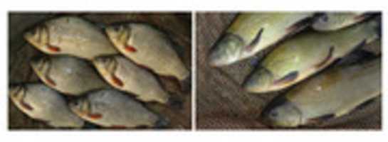 Free download Fish Farming free photo or picture to be edited with GIMP online image editor