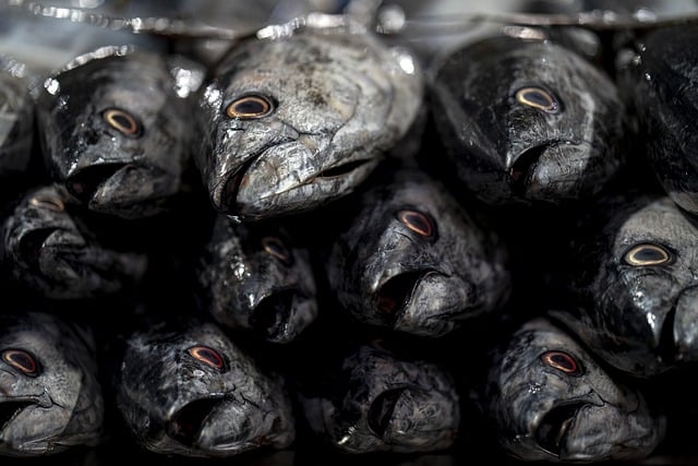 Free download fish fish food fish market animal free picture to be edited with GIMP free online image editor