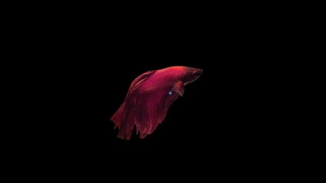 Free download fish fish tank aquatic animal free picture to be edited with GIMP free online image editor
