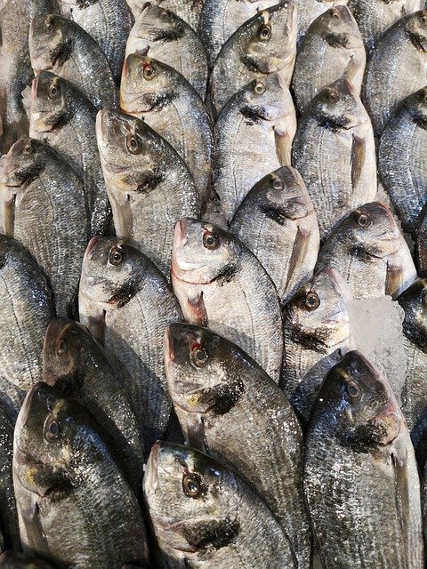 Free download Fish Food Gourmet -  free photo or picture to be edited with GIMP online image editor