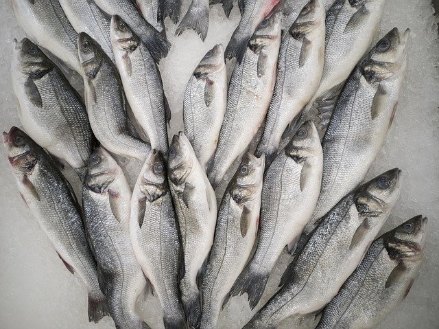 Kostenloser Download Fish Fresh Food - kostenloses Foto oder Bild zur Bearbeitung mit GIMP Online-Bildbearbeitung