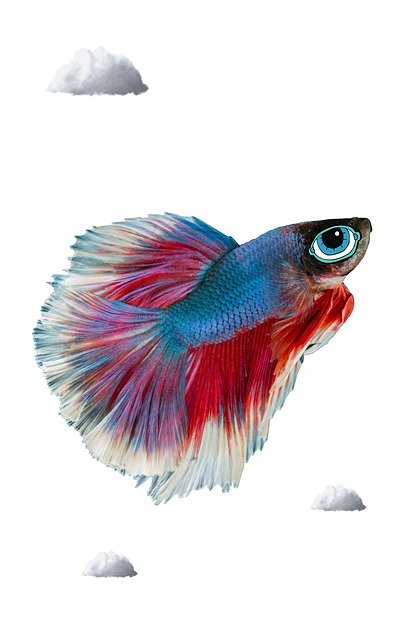 Free download Fish Funny Smart -  free illustration to be edited with GIMP free online image editor