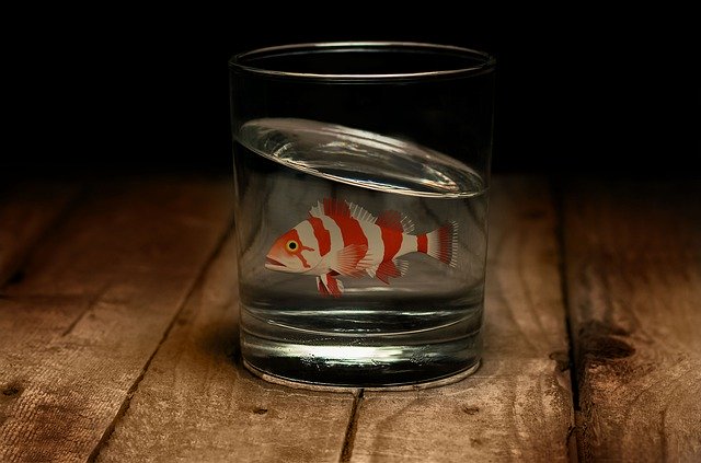 Free download Fish Glass Water -  free free photo or picture to be edited with GIMP online image editor