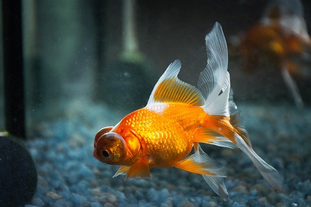 Free download Fish Goldfish Aquarium -  free photo or picture to be edited with GIMP online image editor