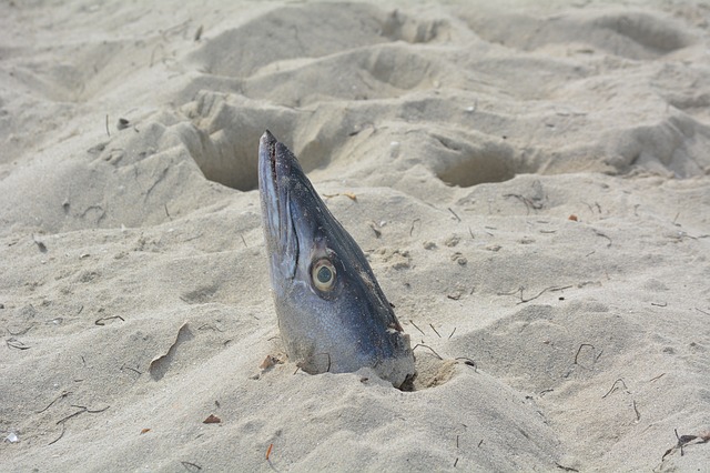 Free download fish head beach cuba fish sand free picture to be edited with GIMP free online image editor