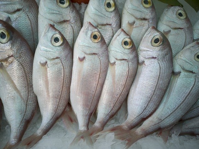 물고기 사냥 사냥 무료 다운로드 - 김프 온라인 이미지 편집기로 편집할 무료 사진 또는 사진