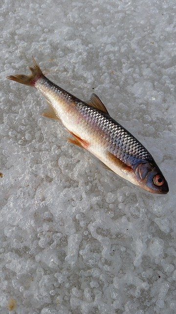 Bezpłatne pobieranie Fish Ice Winter Fishing - bezpłatne zdjęcie lub obraz do edycji za pomocą internetowego edytora obrazów GIMP
