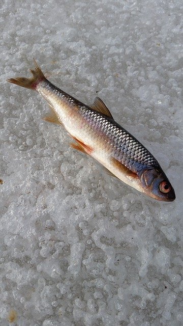 Descărcare gratuită Fish Ice Winter Fishing - fotografie sau imagini gratuite pentru a fi editate cu editorul de imagini online GIMP