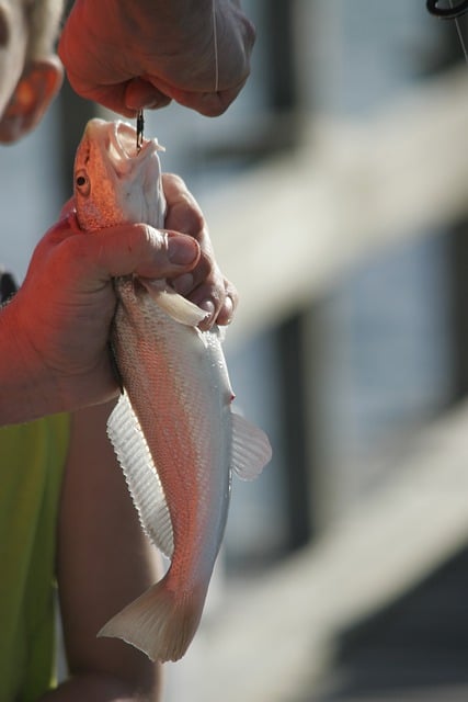 Free download fishing fisherman marine hook free picture to be edited with GIMP free online image editor