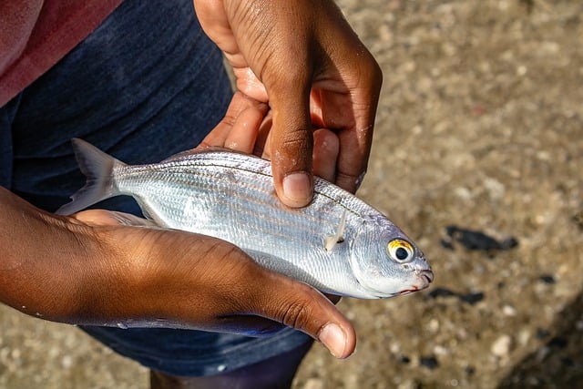 Free download fish karanteen strepie bait free picture to be edited with GIMP free online image editor