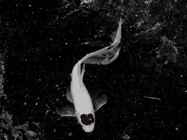 물고기 잉어 잉어 무료 다운로드 - 무료 사진 또는 김프 온라인 이미지 편집기로 편집할 수 있는 사진