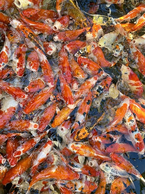 Free download fish koi orange water pond free picture to be edited with GIMP free online image editor