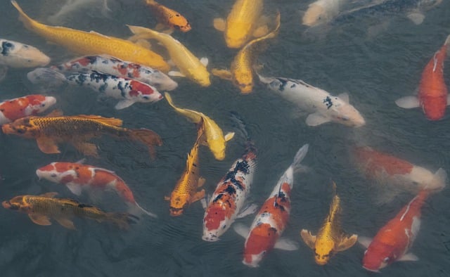 Bezpłatne pobieranie ryb w stawie koi, gatunków morskich, bezpłatne zdjęcie do edycji za pomocą bezpłatnego edytora obrazów online GIMP