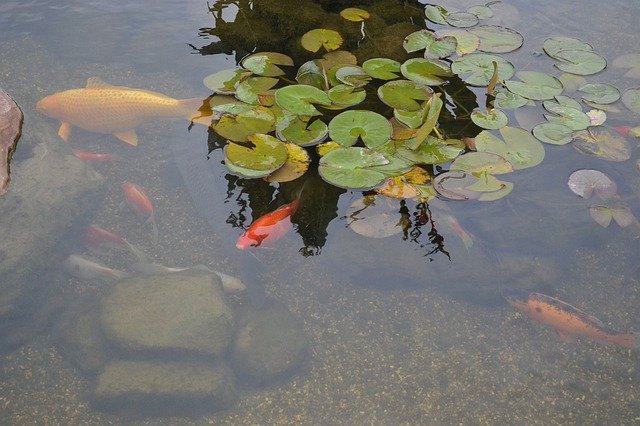 Descarga gratuita Fish Lake Water Lilies: foto o imagen gratuita para editar con el editor de imágenes en línea GIMP